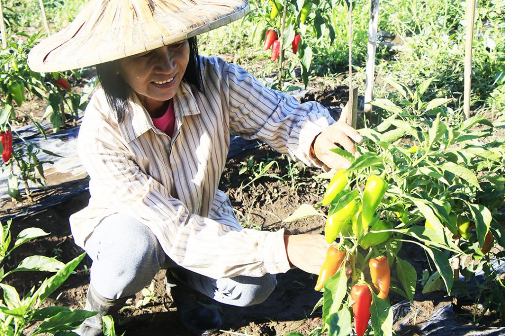 The University of Southern Mindanao Agricultural Research Development Center (USMARDC)...